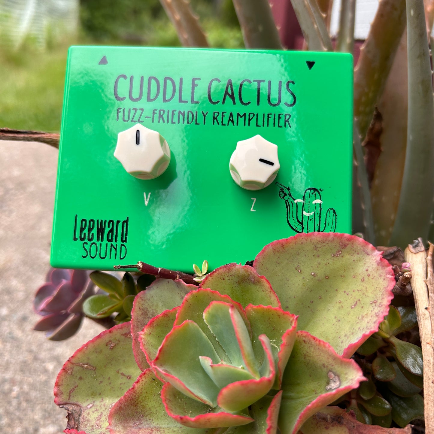 Cuddle Cactus